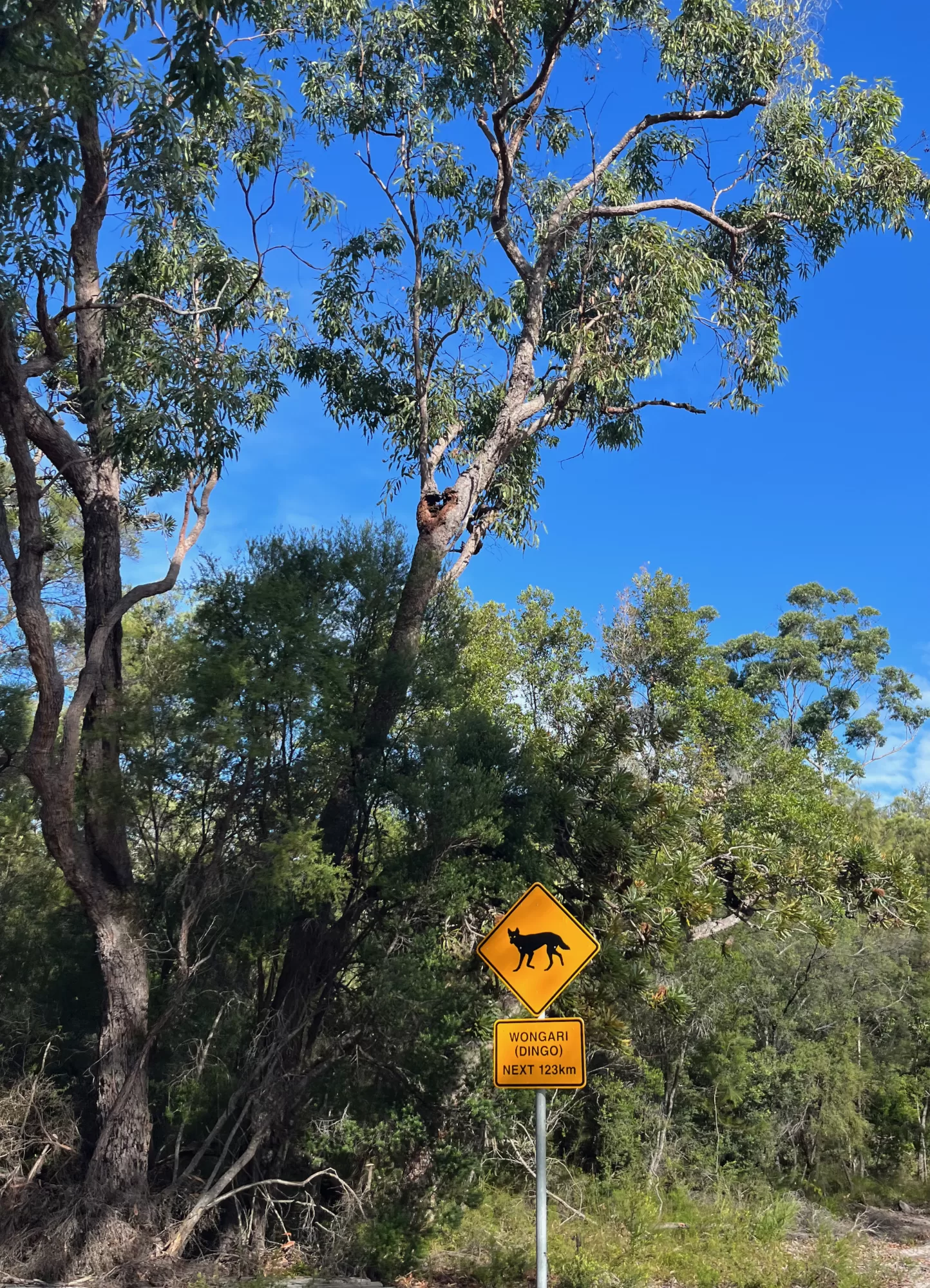 Dingo sign K´Gari Fraser Island QLD