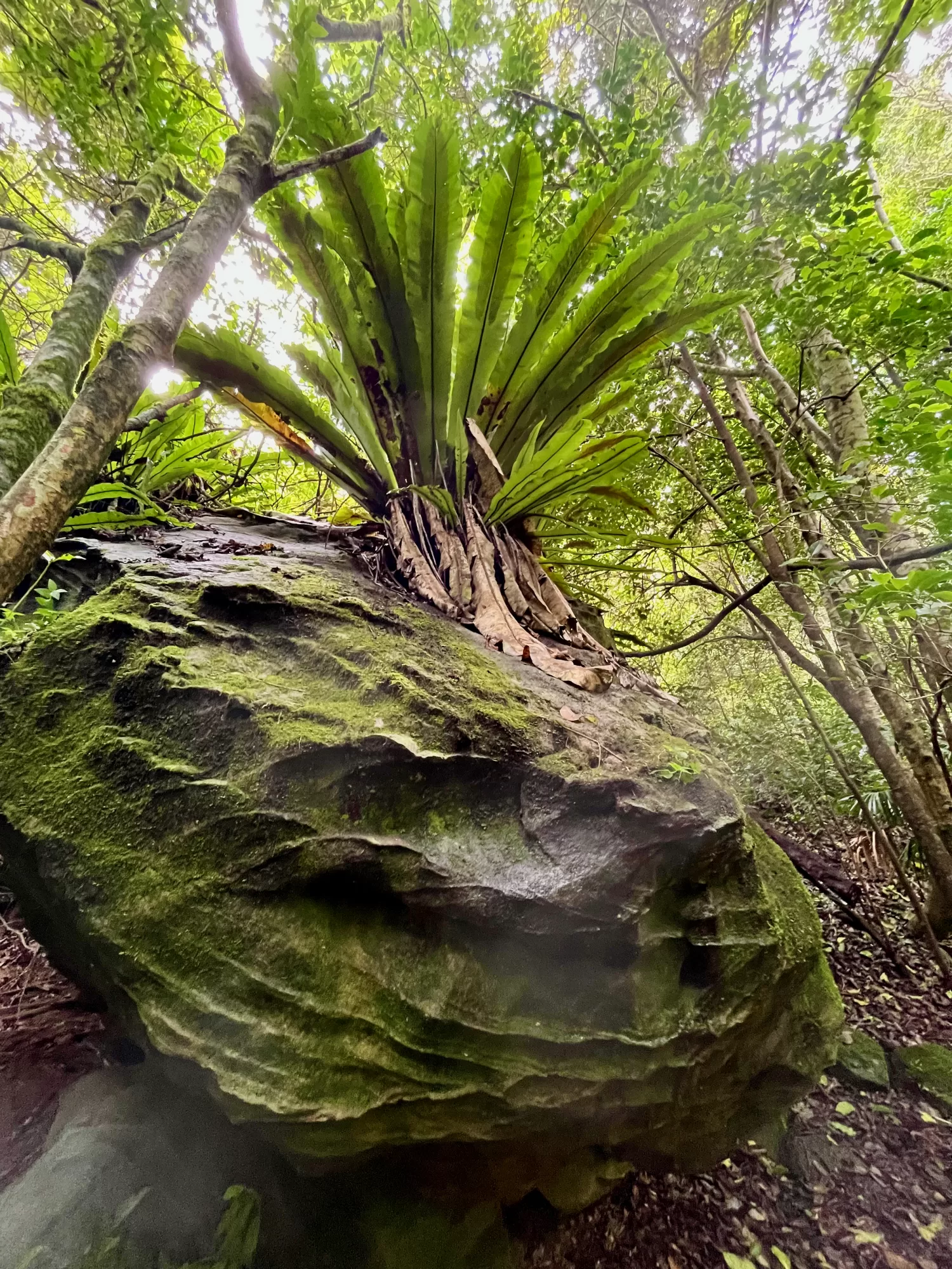 In the Rainforest QLD