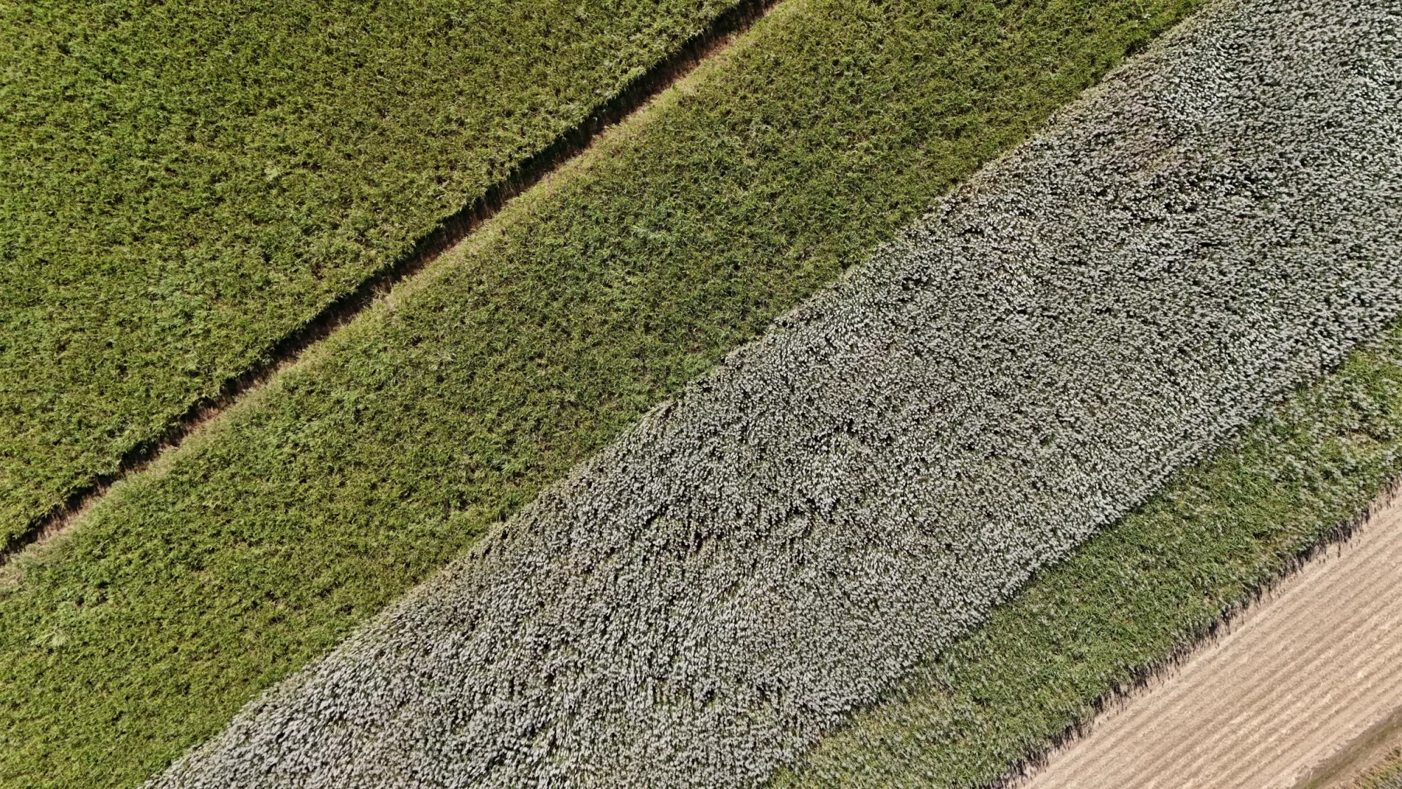 Sugar cane field aerial QLD