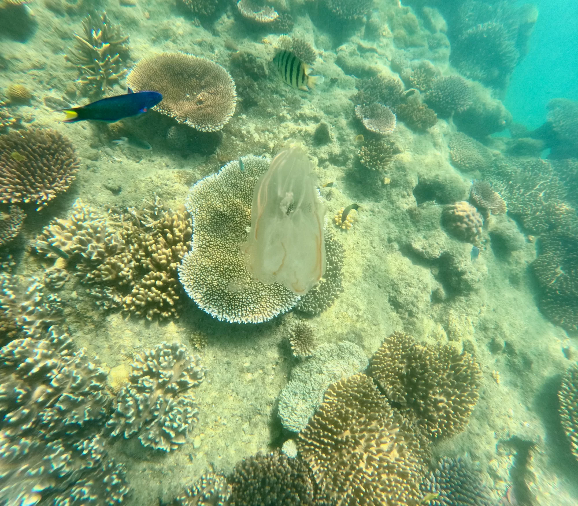 Great Barrier Reef QLD