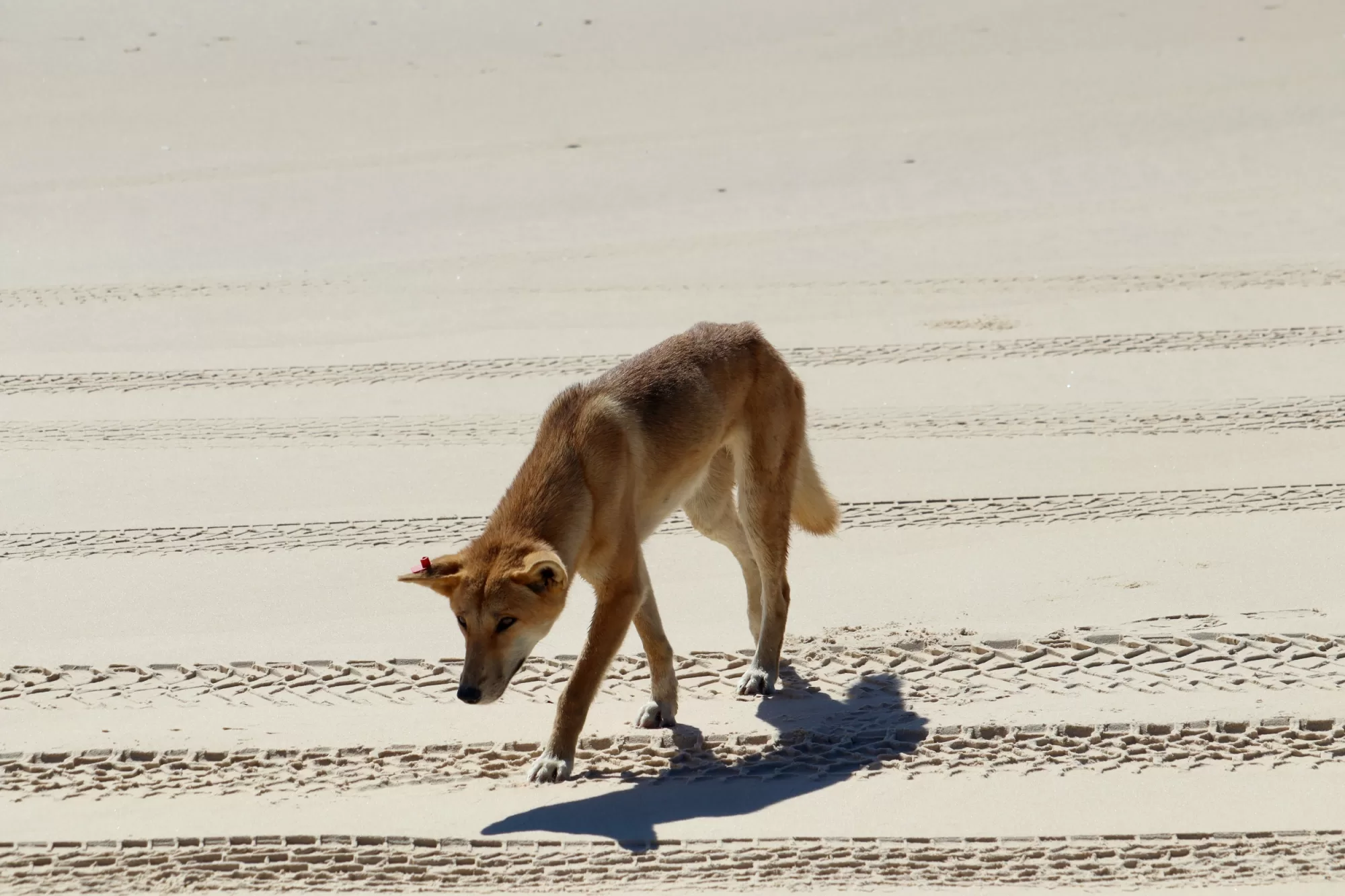 Dingo K´Gari Fraser Island QLD