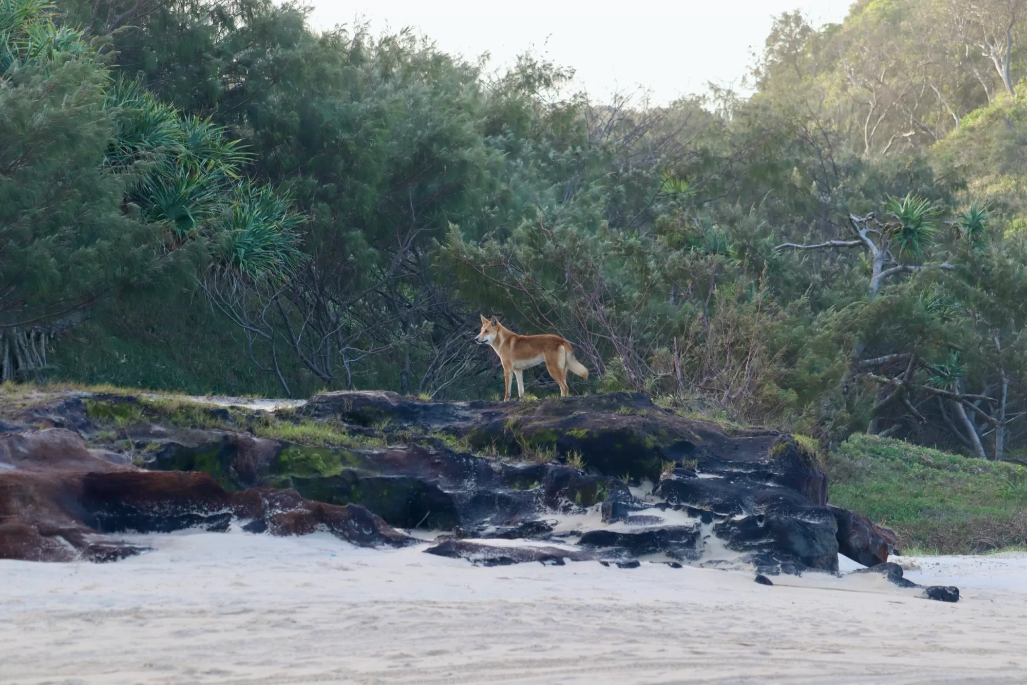 Dingo K´Gari Fraser Island QLD