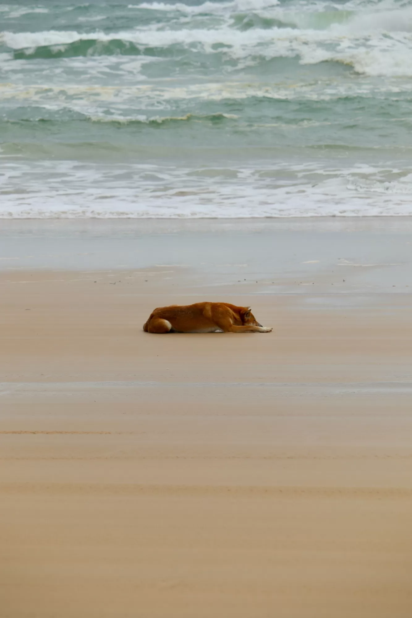 Dingo on the beach K´Gari QLD