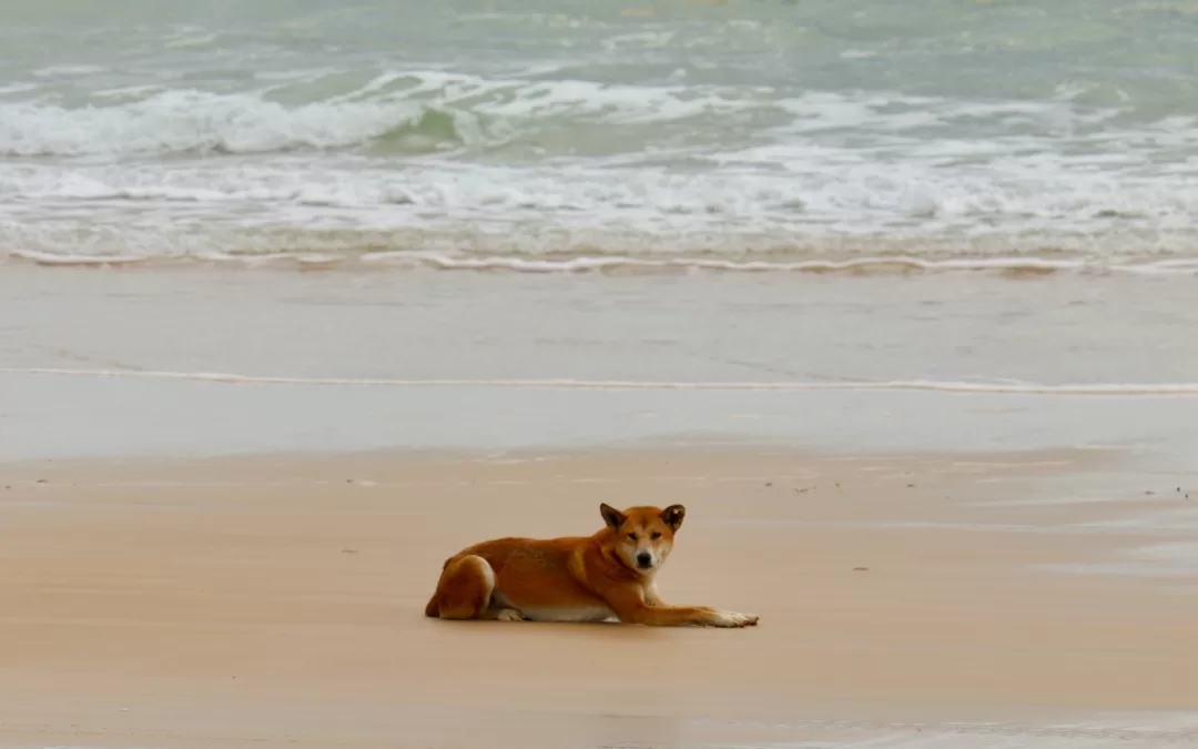 Fraser Island Camping: The Ultimate Guide to K’gari Adventures