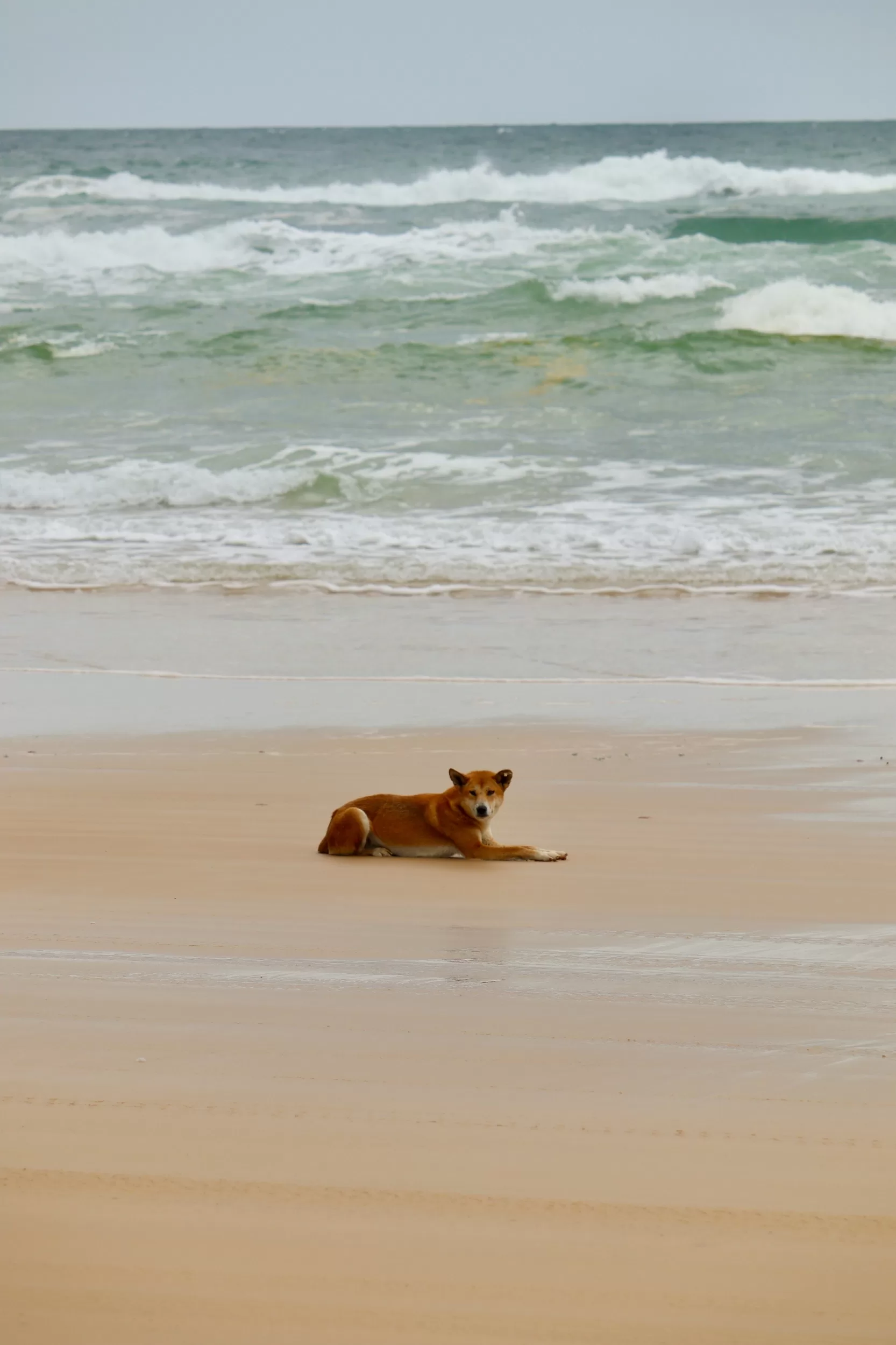 Dingo on the beach KGari Fraser Island QLD