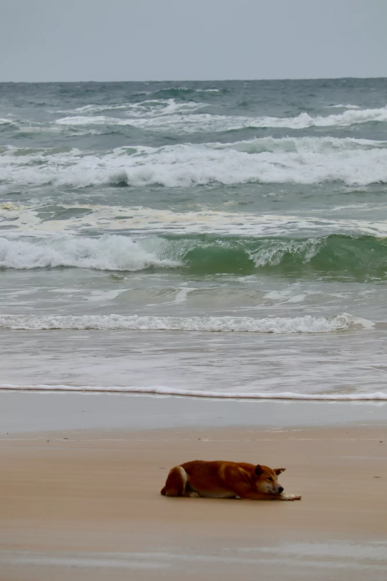 Dingo on the beach K´Gari QLD