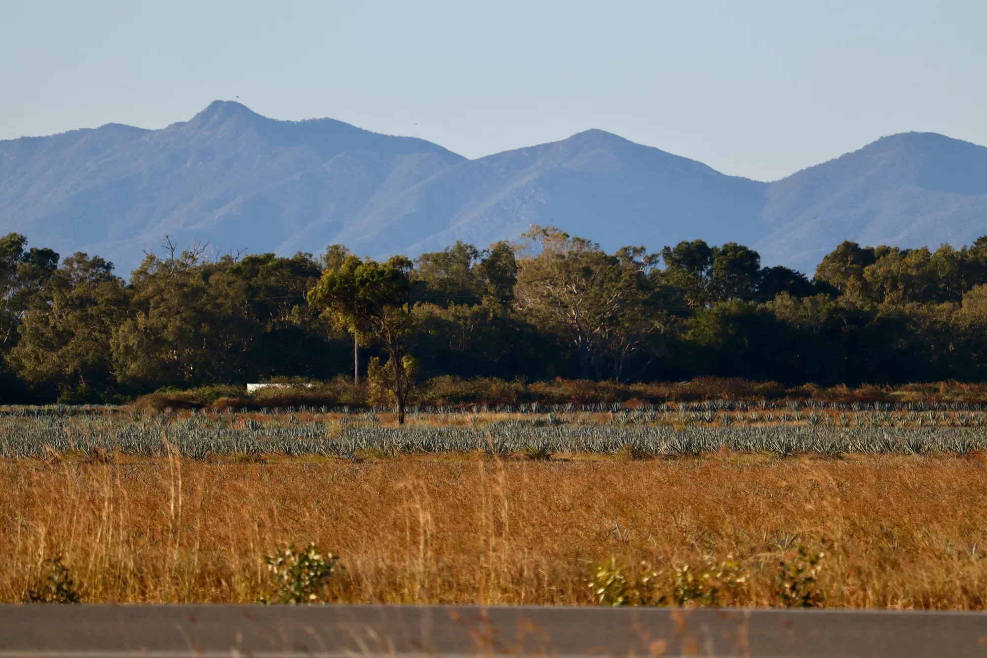 Agave fields QLD