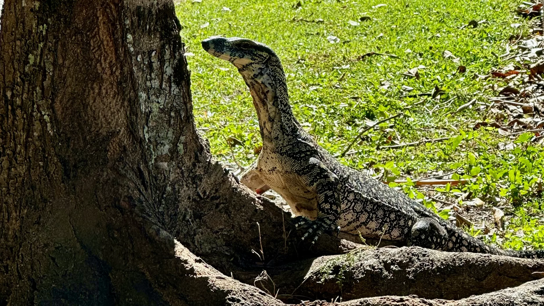 Monitor Lizard Airlie beach QLD