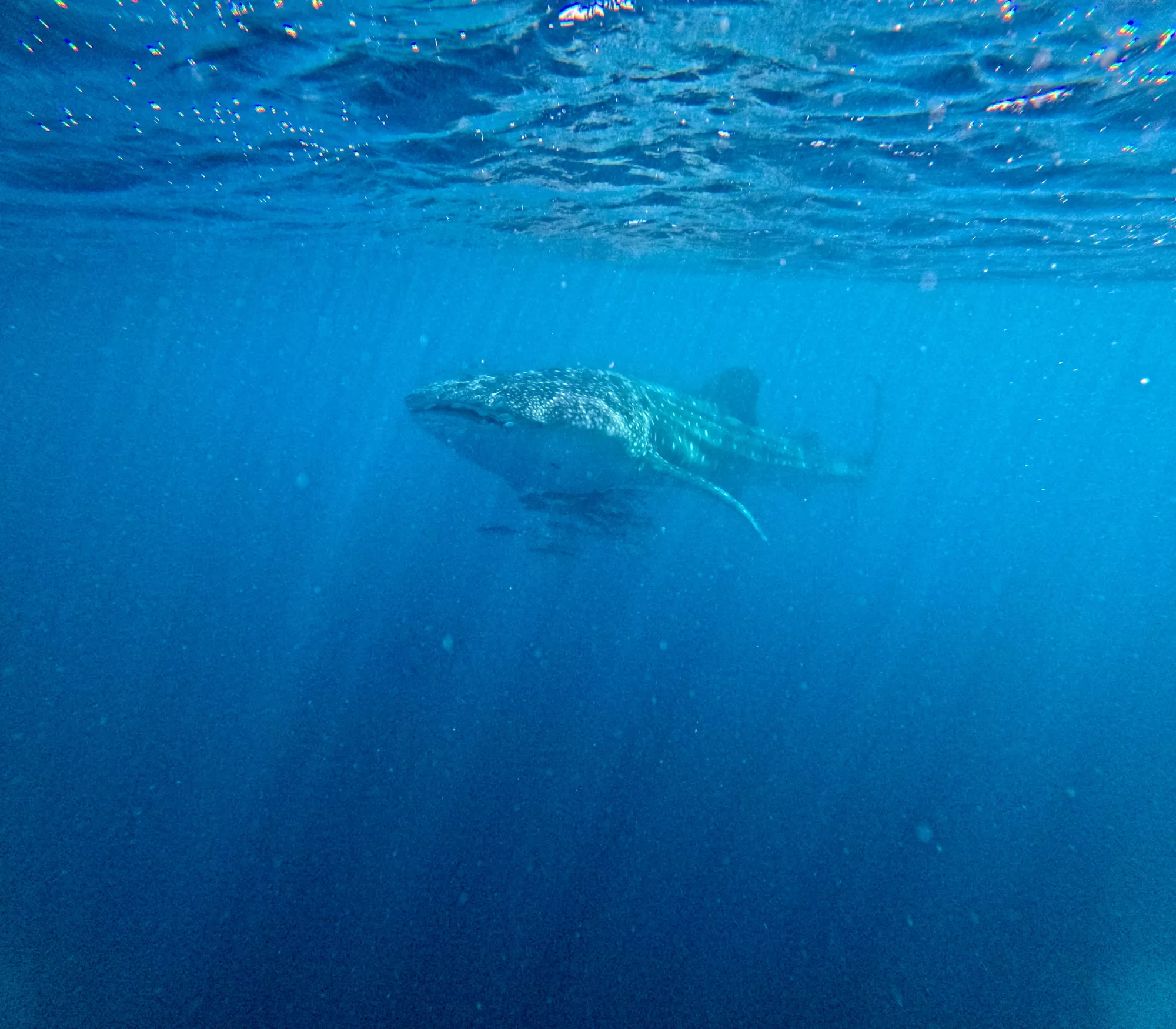 Whale Shark Ningaloo Reef WA