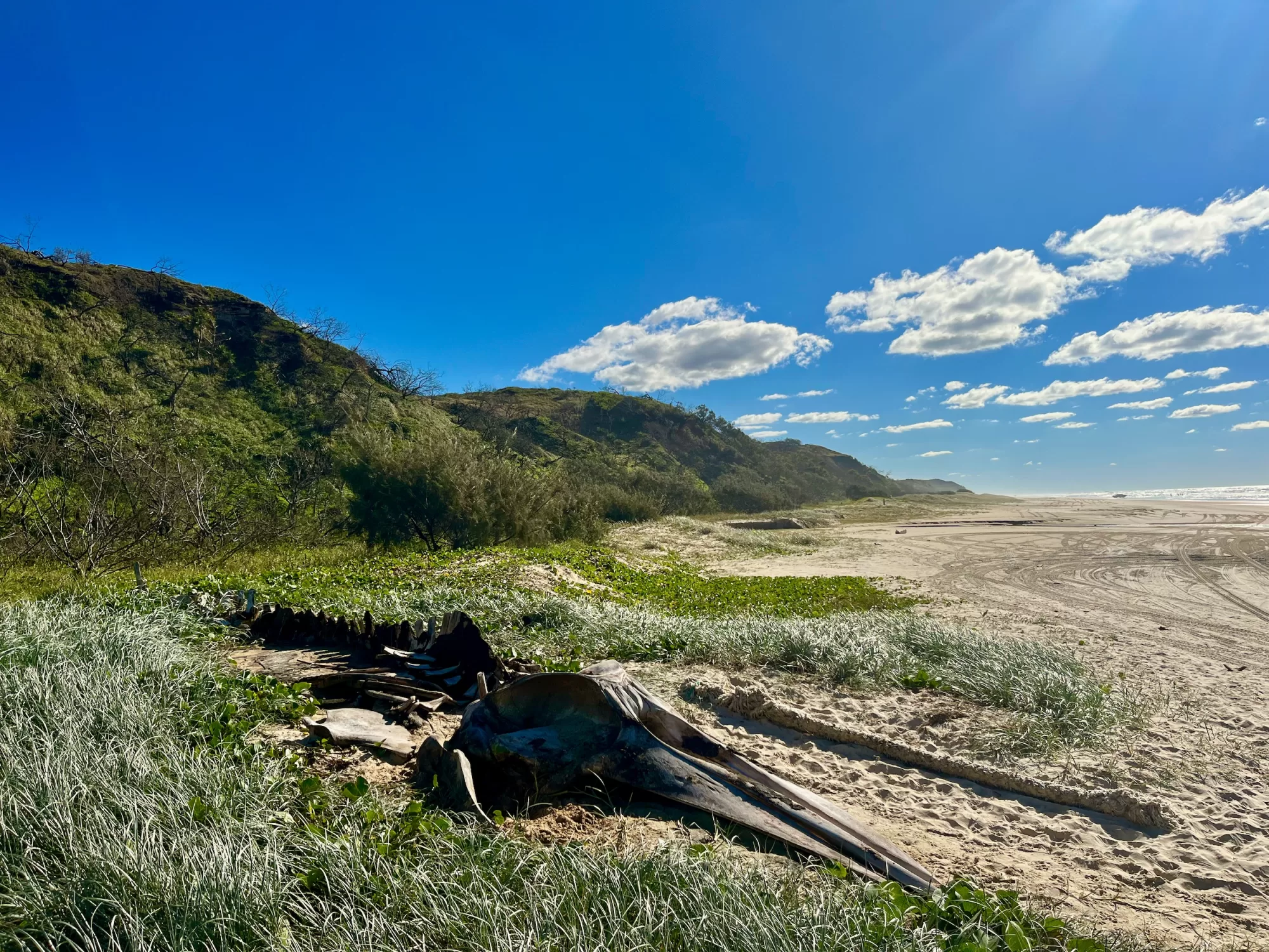 Whale Carcass K´Gari Fraser Island QLD