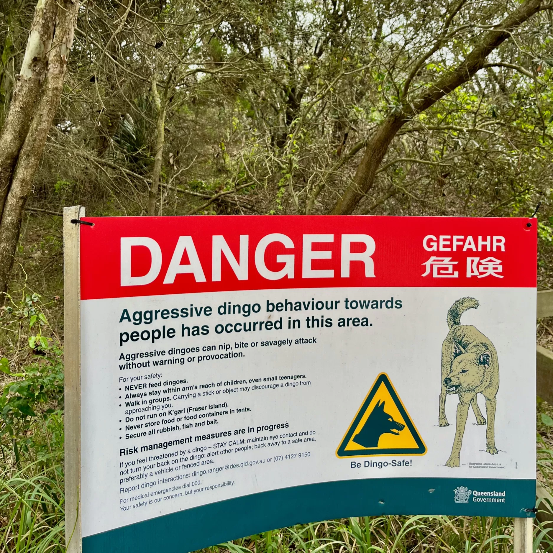 Dingo Danger Sign K´Gari Fraser Island QLD