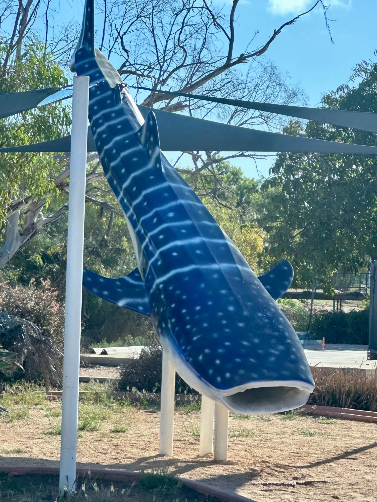 The Big Whale Shark Exmouth WA