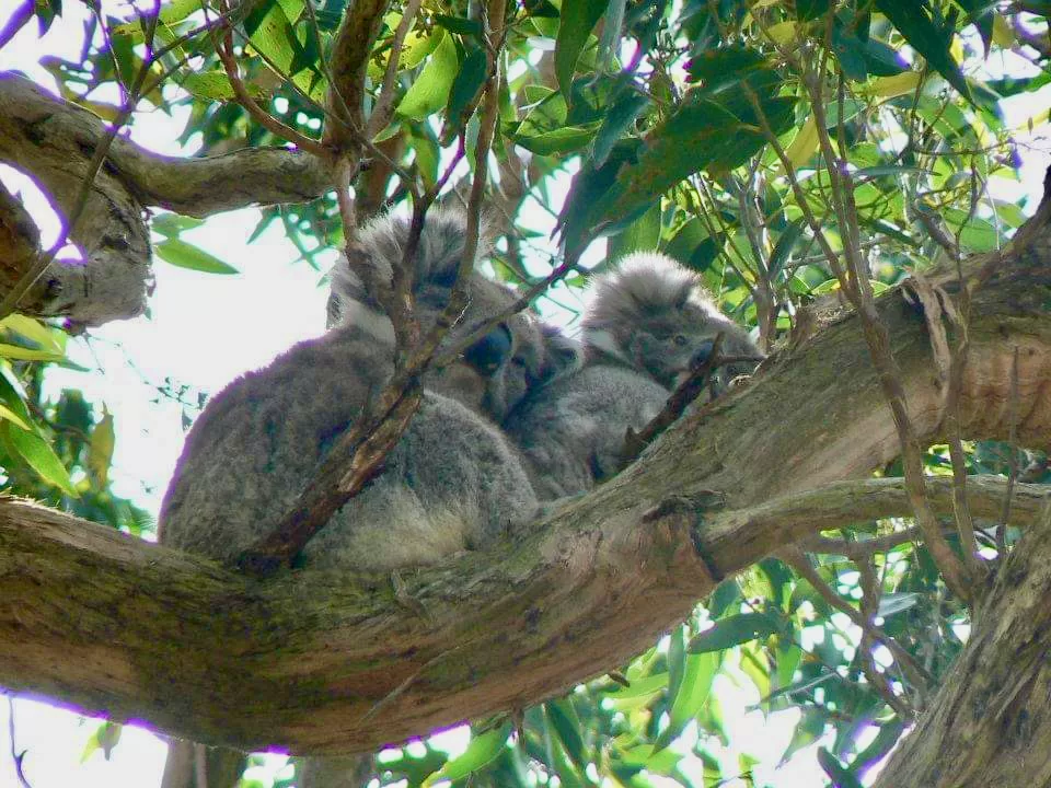 Koala mum and baby Great Ocean Road VIC