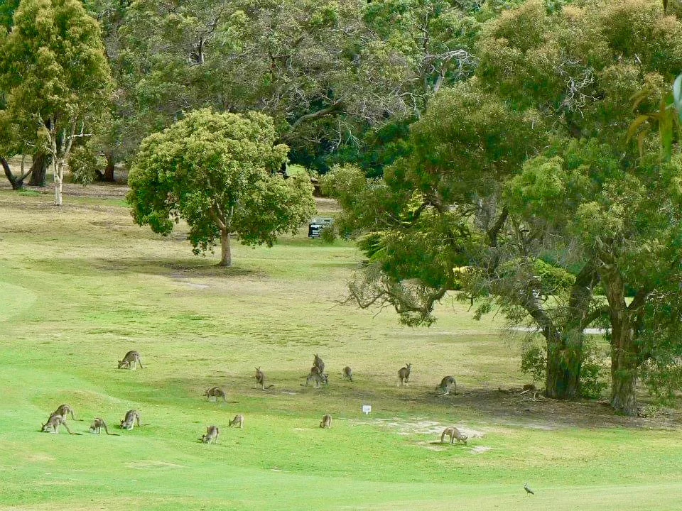 Kangaroos at Anglesea Golf Club Great Ocean Road VIC