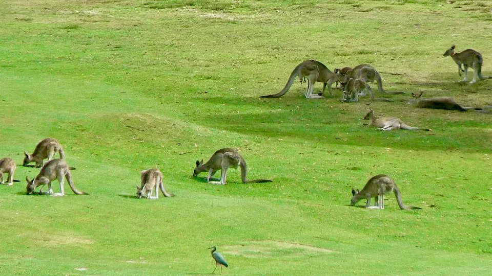 Anglesea Golf Club Great Ocean Road VIC