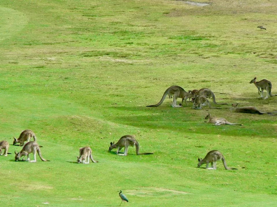 Anglesea Golf Club Great Ocean Road VIC