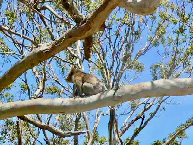 Koala Great Ocean Road VIC