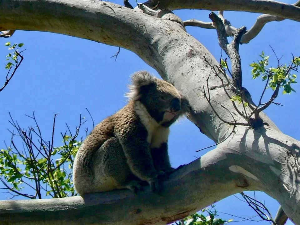 Koala Great Ocean Road VIC