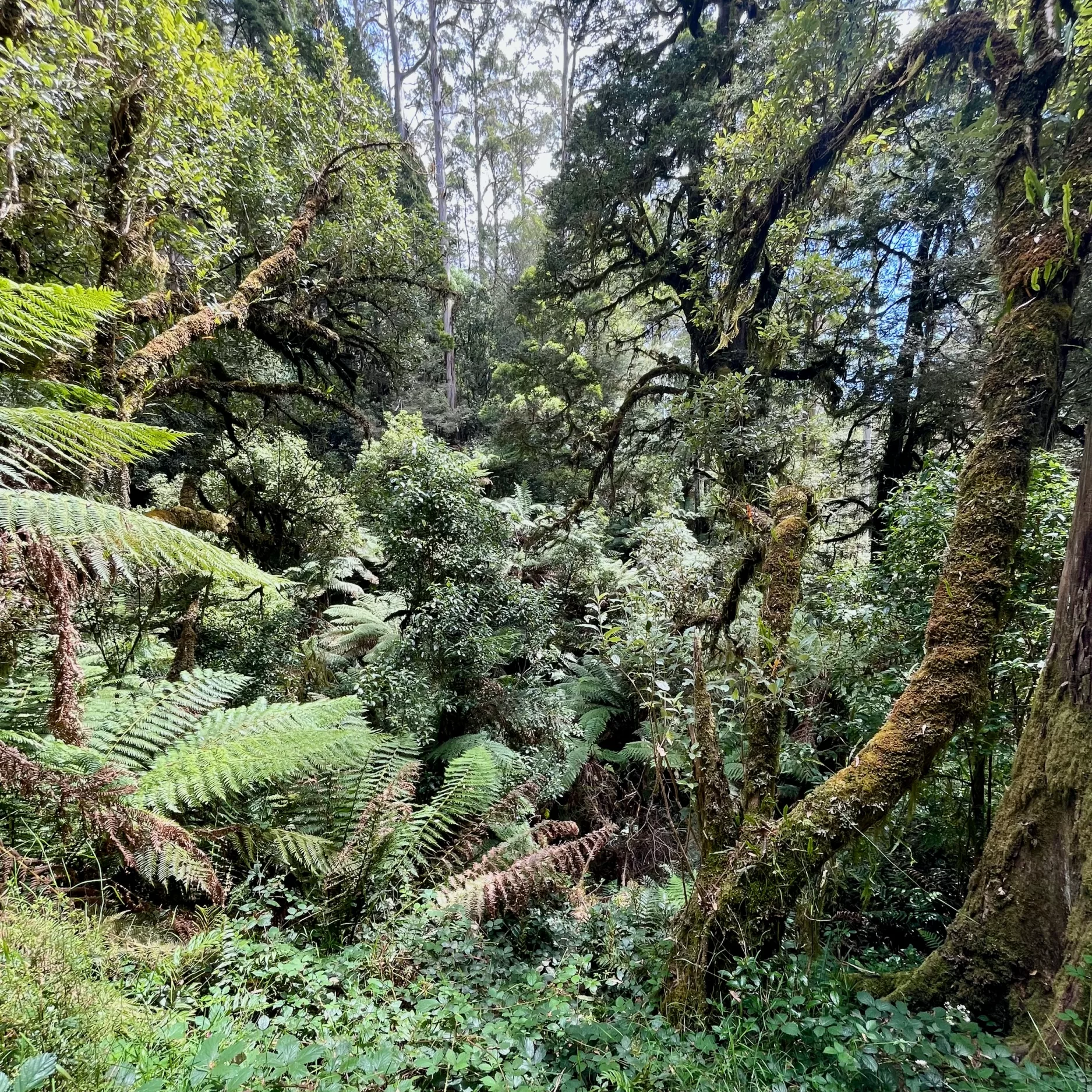 Great Otway NP VIC