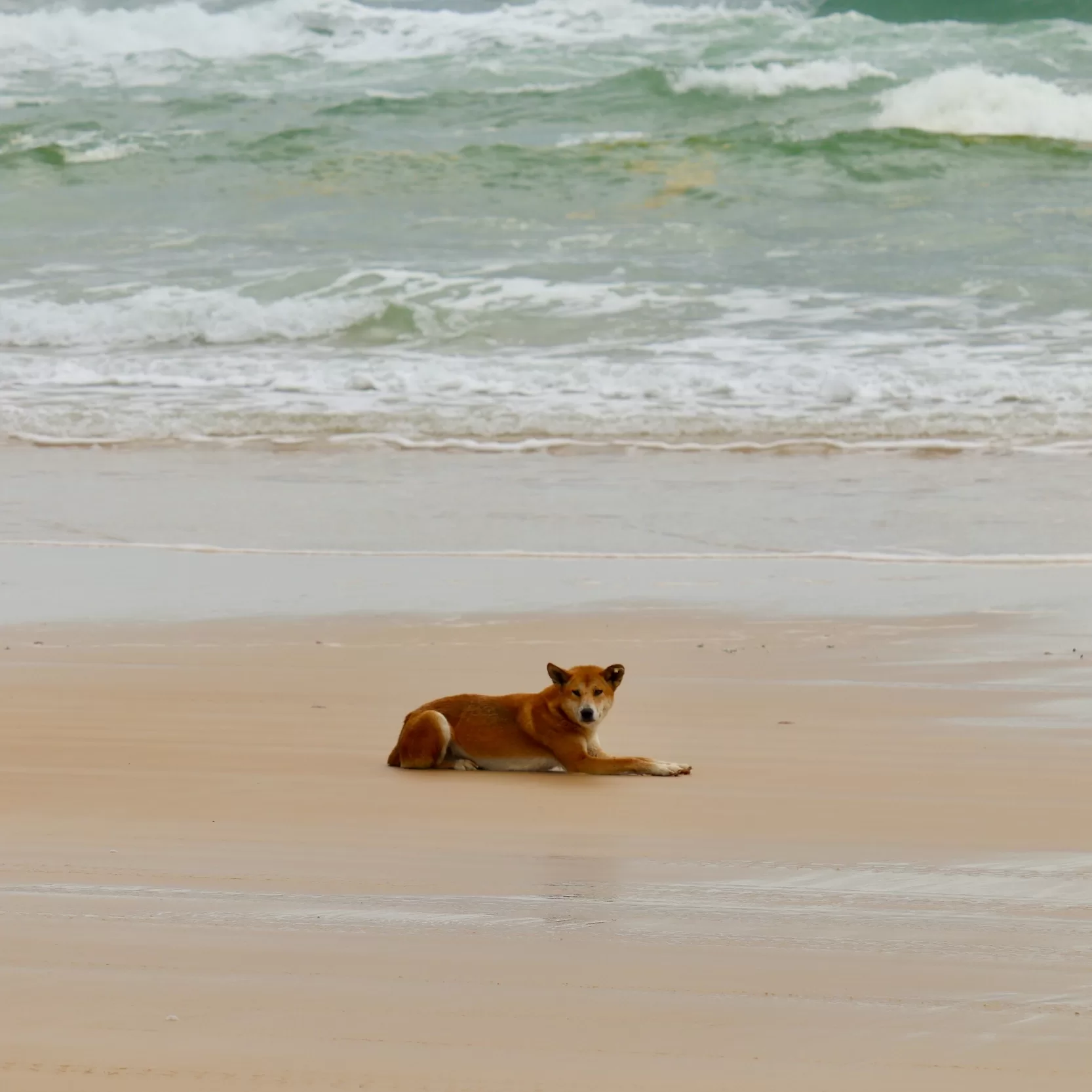 Dingo on the beach KGari Fraser Island QLD